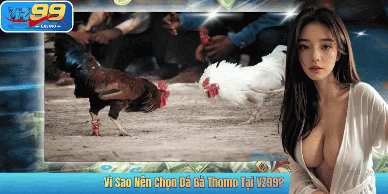 Vì Sao Nên Chọn Đá Gà Thomo Tại VZ99?